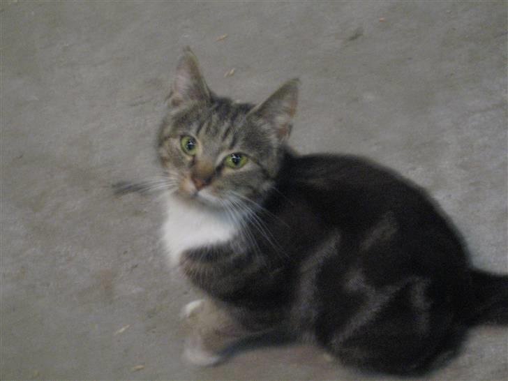 Huskat • Simon Tøzen • billede 4