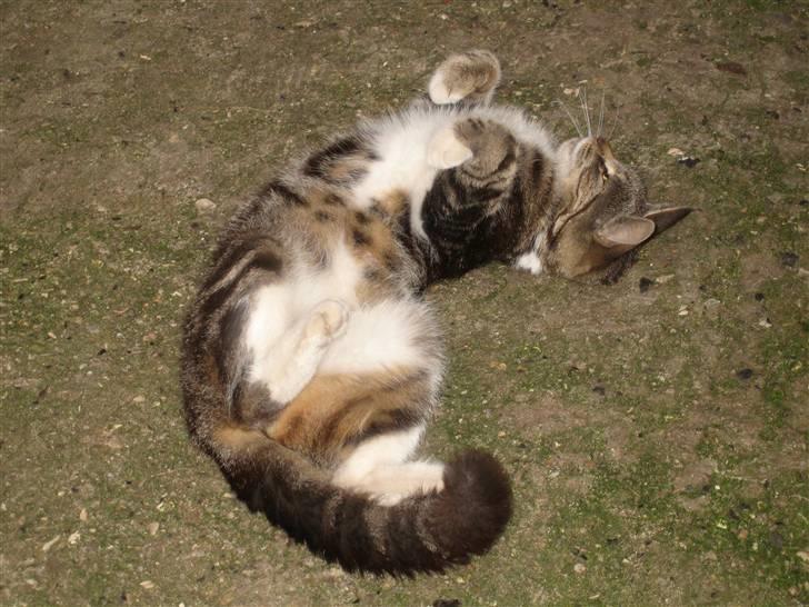 Huskat • Simon Tøzen • billede 5