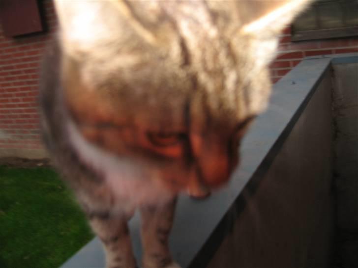 Huskat • Simon Tøzen • billede 6