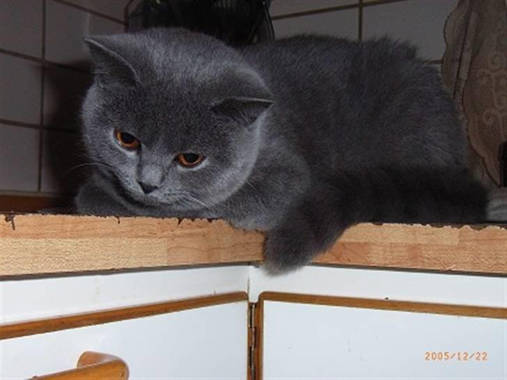 British Shorthair Columbine billede 9