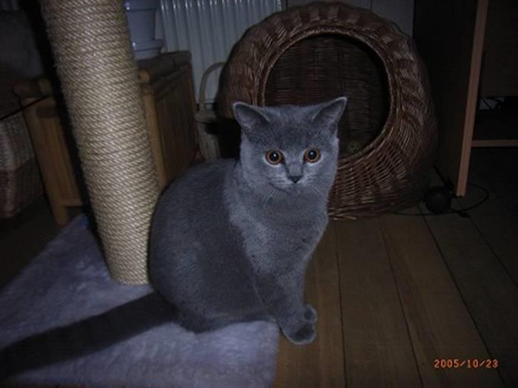 British Shorthair Columbine billede 12