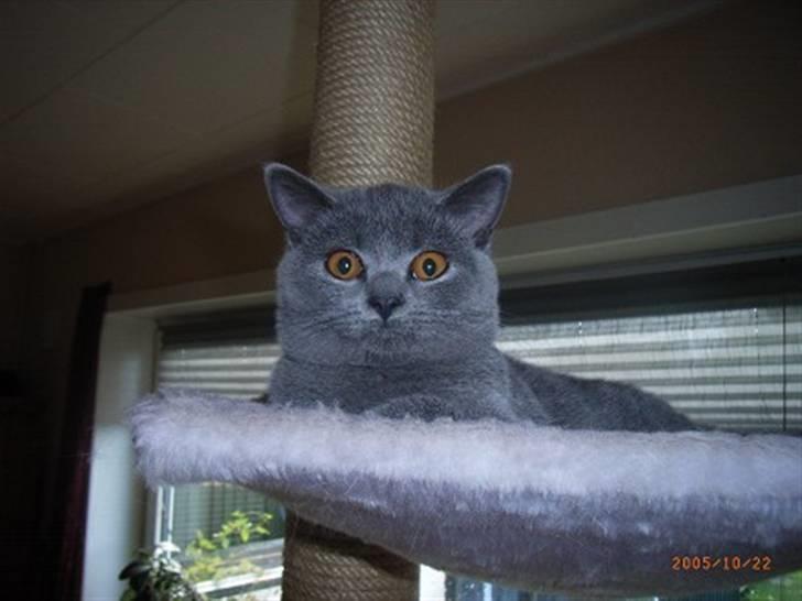 British Shorthair Columbine billede 13