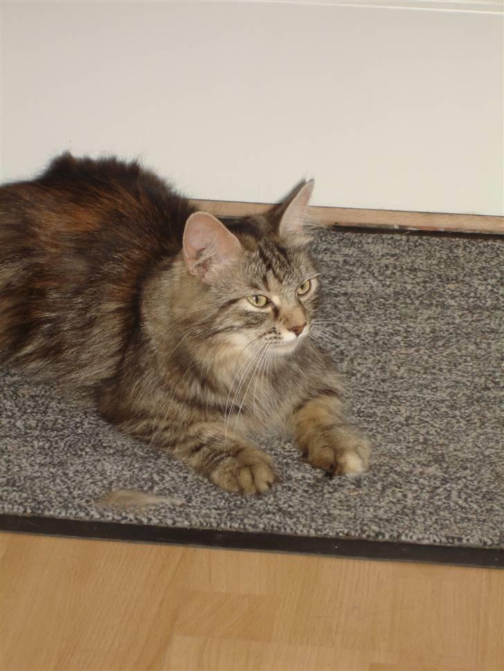 Blanding af racer Kisser *R.I.P* billede 8