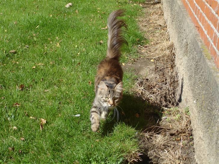 Blanding af racer Kisser *R.I.P* billede 9