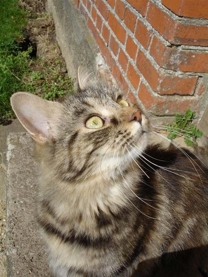 Blanding af racer Kisser *R.I.P* billede 10