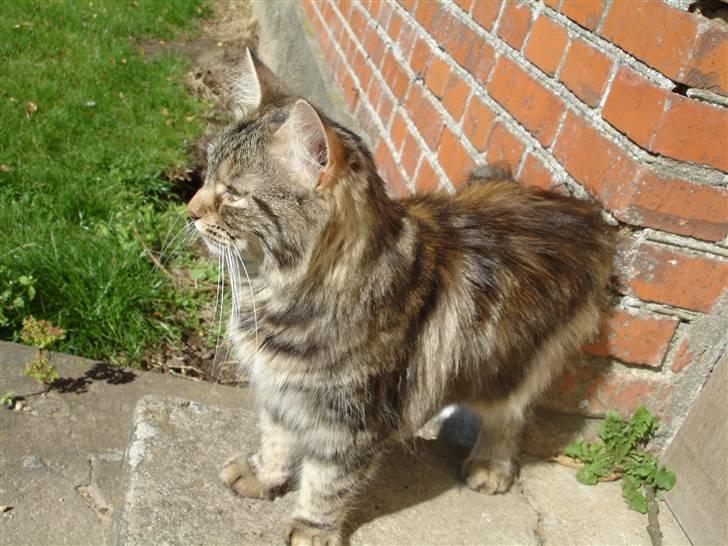 Blanding af racer Kisser *R.I.P* billede 11