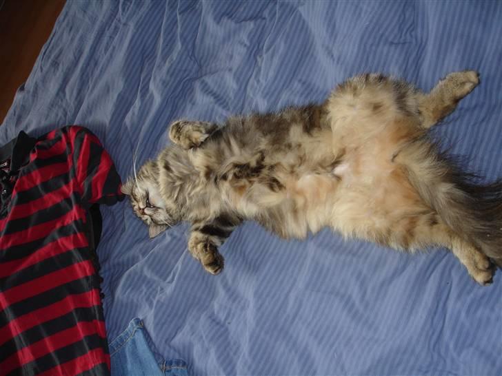 Blanding af racer Kisser *R.I.P* billede 12