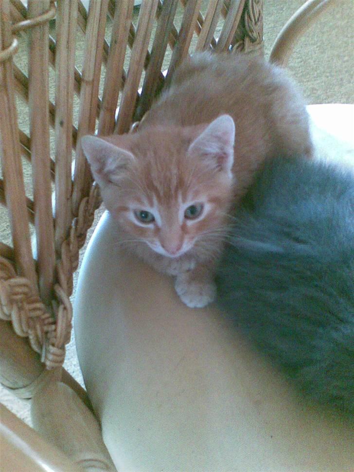 Huskat Laban Garfield Peter  billede 1