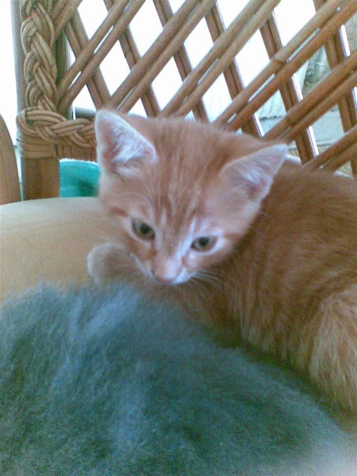 Huskat Laban Garfield Peter  billede 2