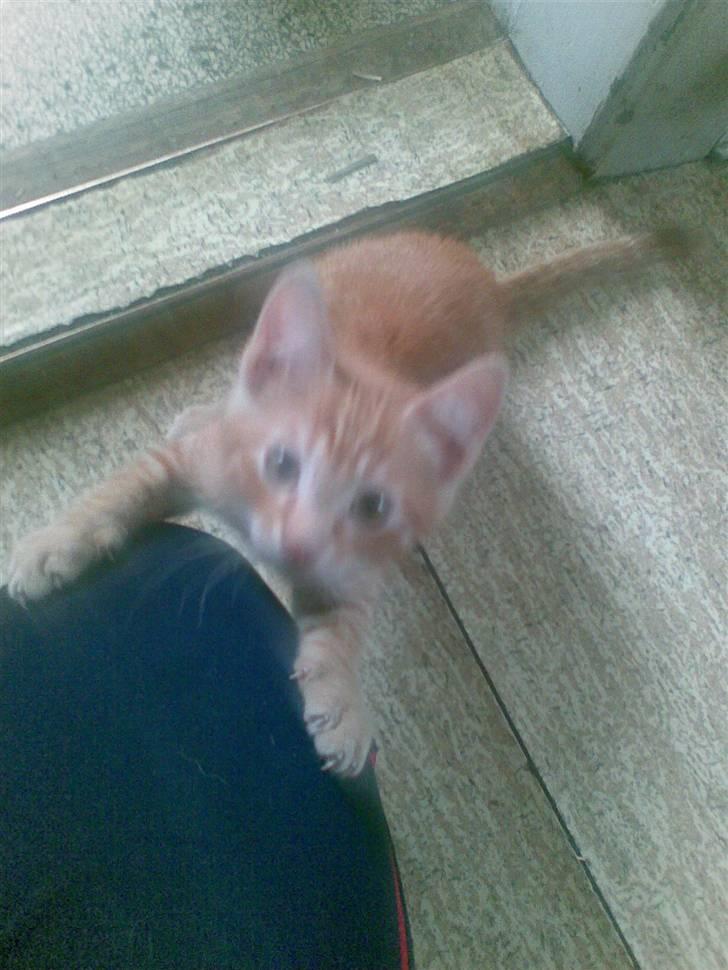 Huskat Laban Garfield Peter  billede 3