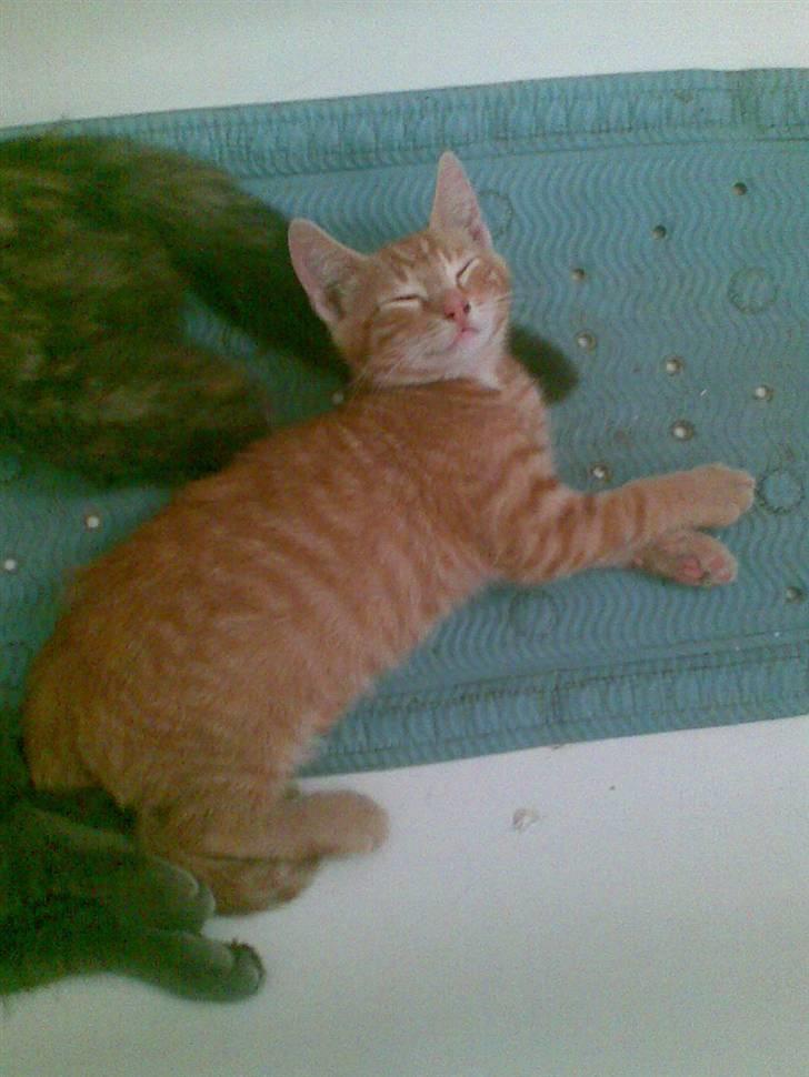 Huskat Laban Garfield Peter  billede 4