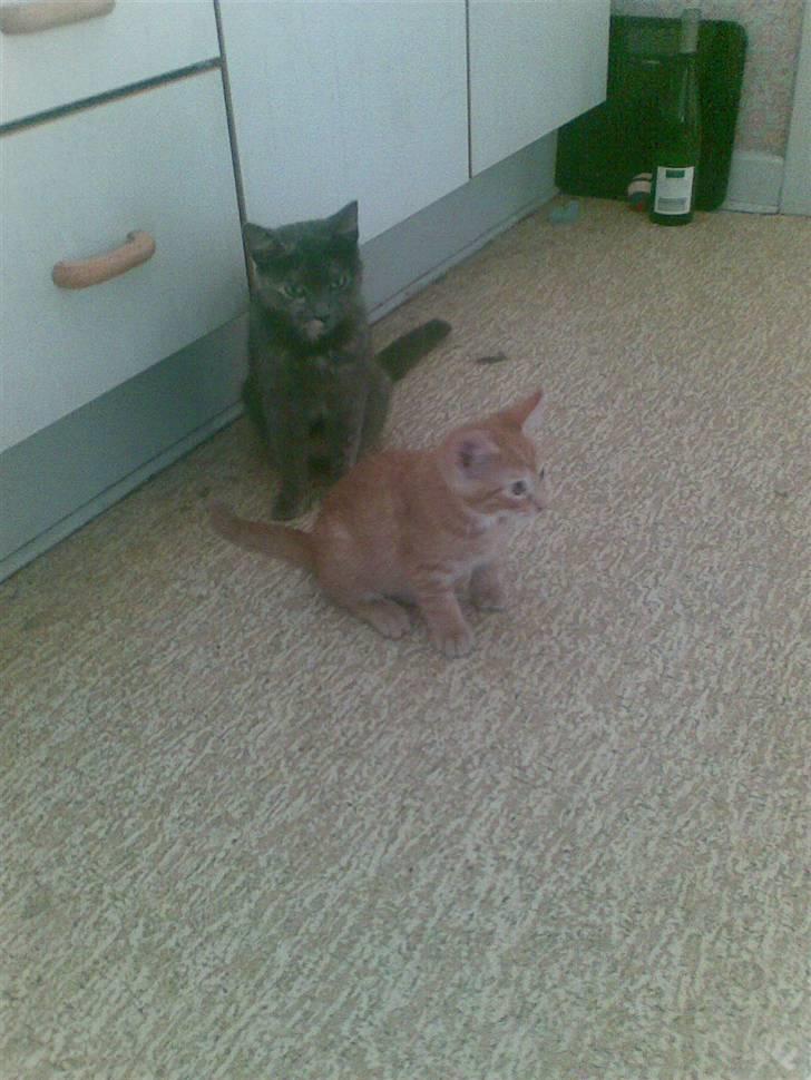 Huskat Laban Garfield Peter  billede 5