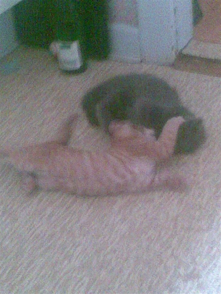 Huskat Laban Garfield Peter  billede 6