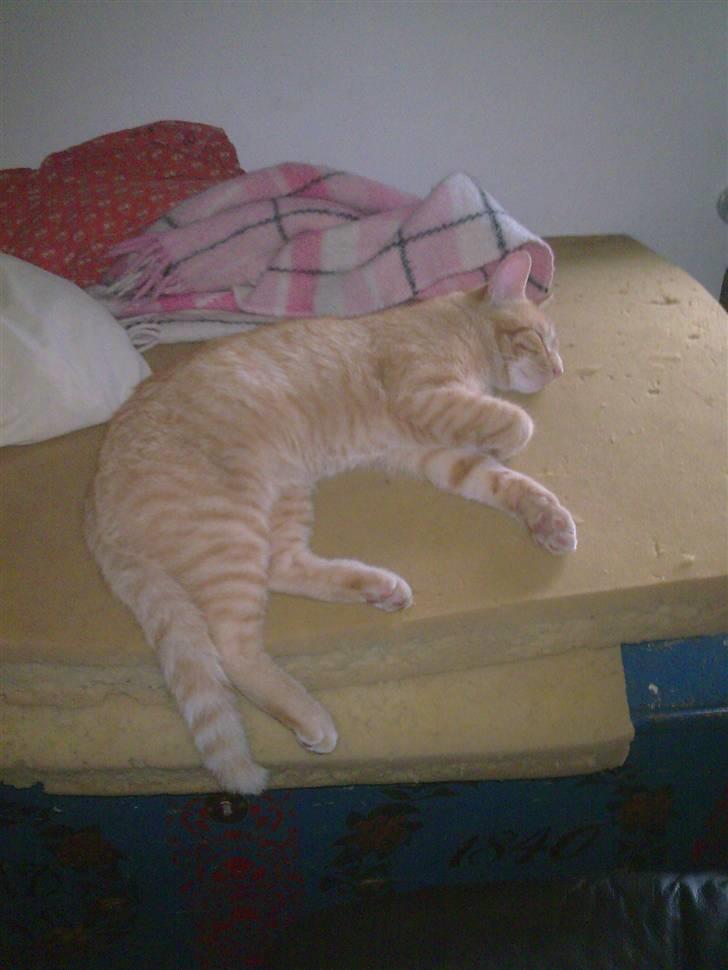 Huskat Laban Garfield Peter  billede 7