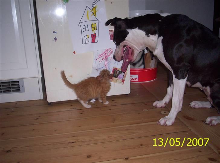 Huskat Topper billede 2