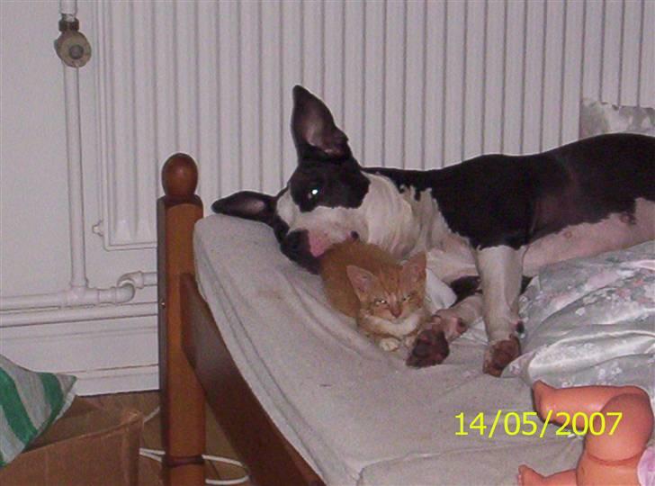 Huskat Topper billede 3