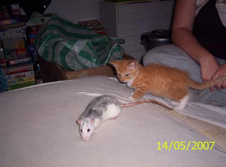 Huskat Topper billede 5