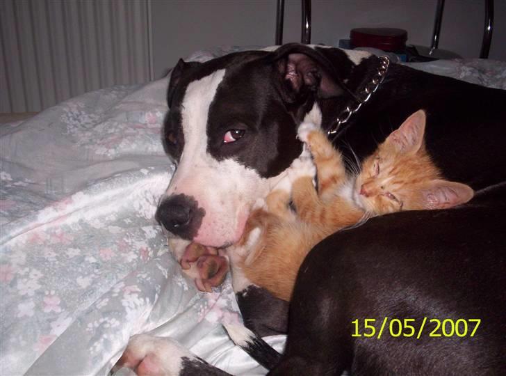 Huskat Topper billede 7