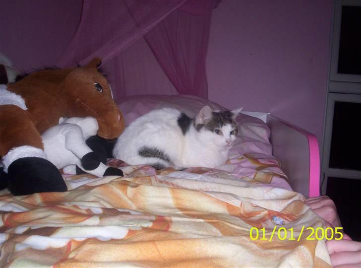 Huskat Mimi billede 1