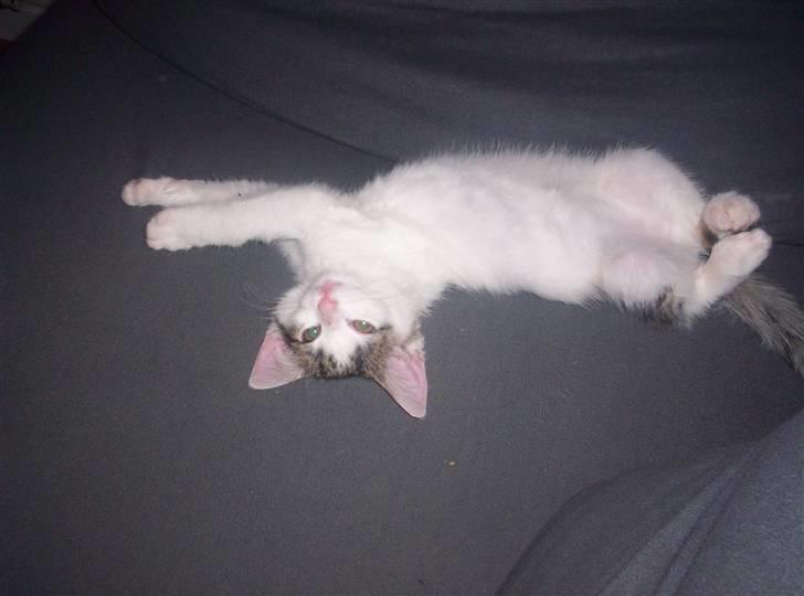 Huskat Mimi billede 2