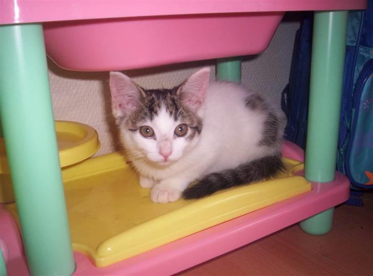 Huskat Mimi billede 3