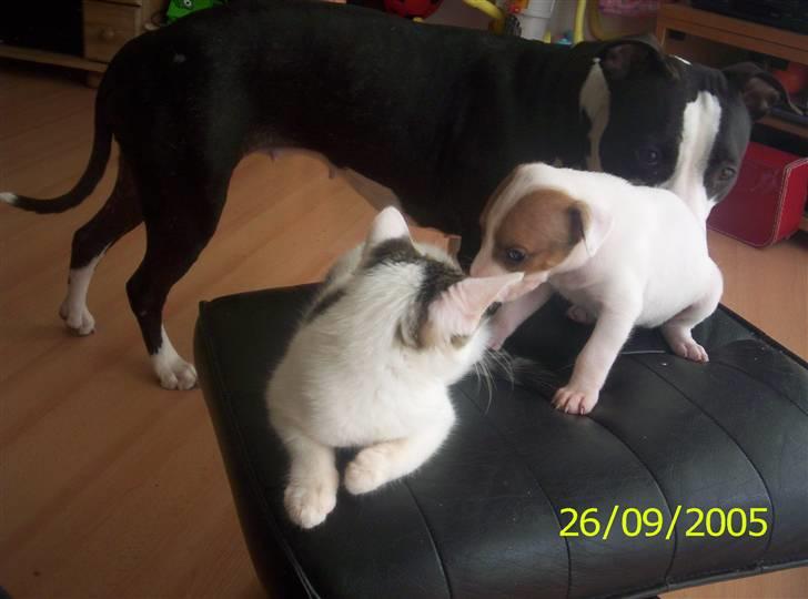 Huskat Mimi billede 4