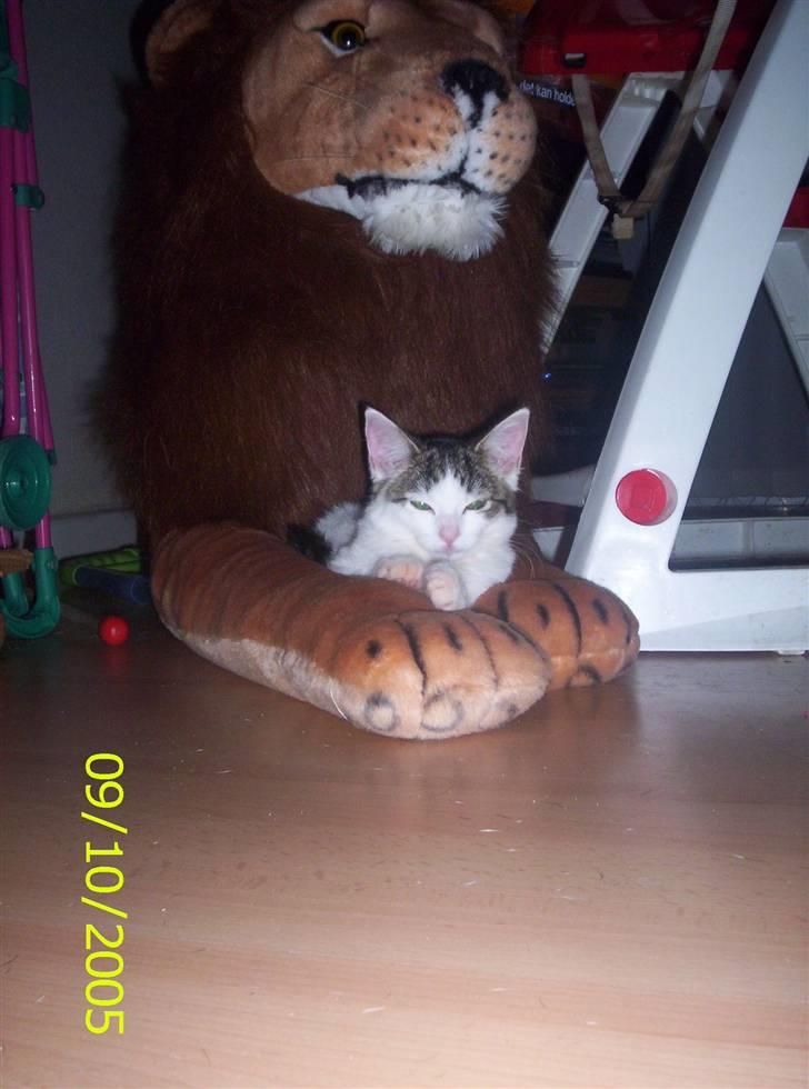 Huskat Mimi billede 5