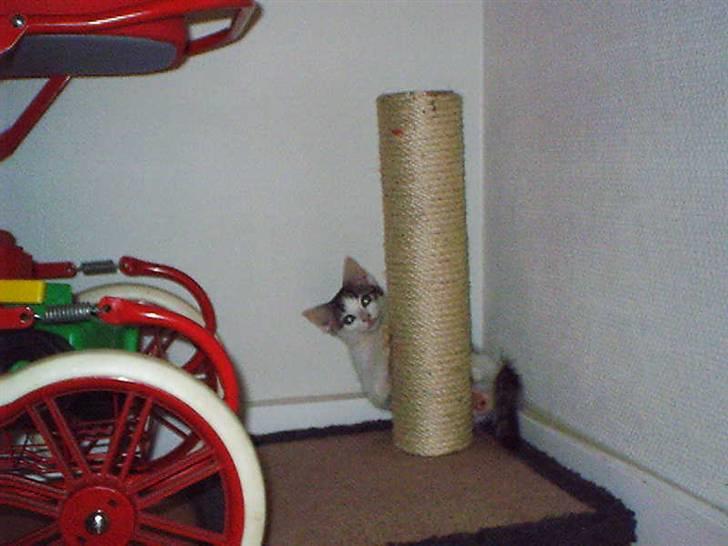 Huskat Mimi billede 6