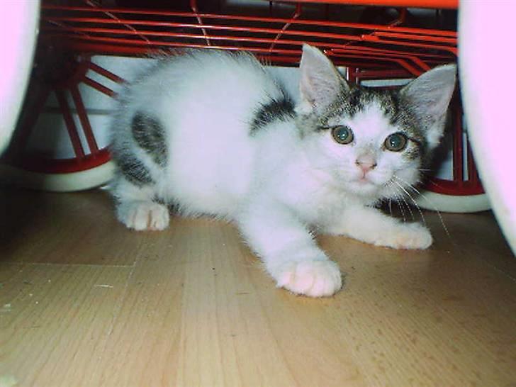 Huskat Mimi billede 7