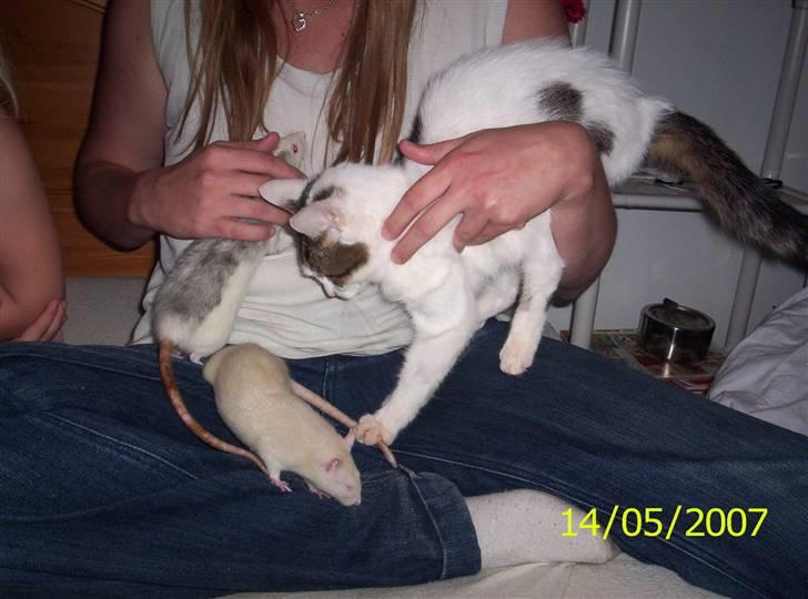 Huskat Mimi billede 8