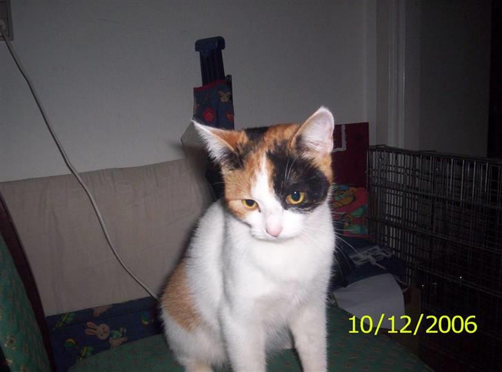 Huskat toffy - se lige hvor smuk jeg er billede 1