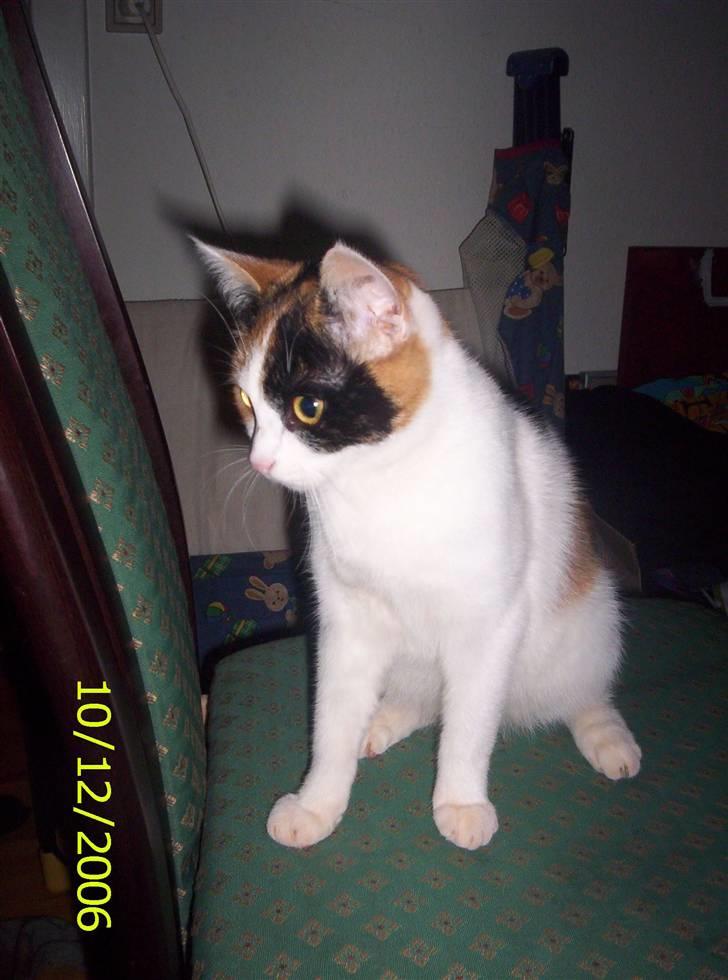 Huskat toffy - nej ikke flere billeder nu mor billede 2