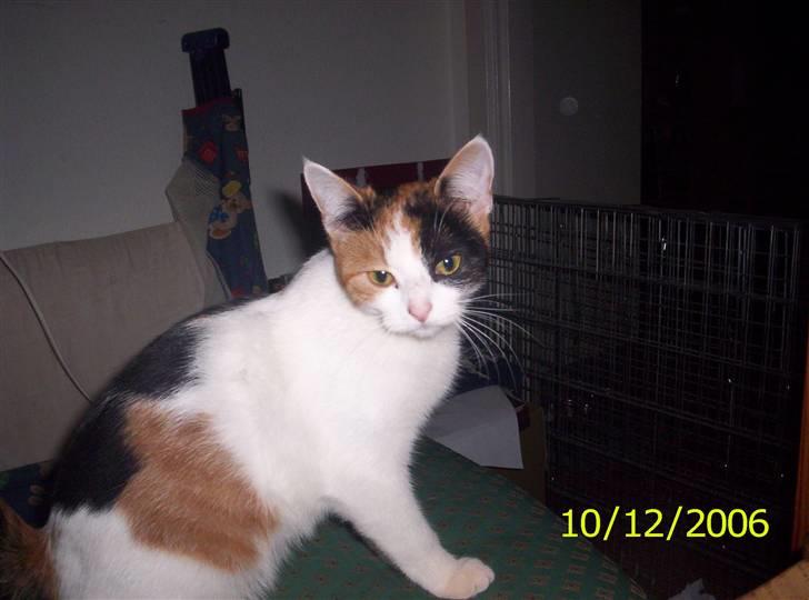 Huskat toffy - se mig lige fra denne skønne vinkel billede 3