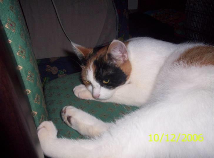 Huskat toffy - zzzZZZzzzzZZZ det er hårdt og være kat :-) billede 4