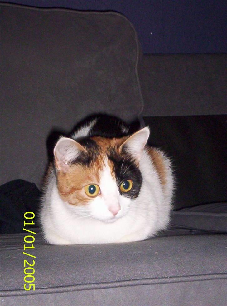 Huskat toffy - hvad er det du laver mor hvorfor skal du tage billeder når jeg skal til at sove billede 5