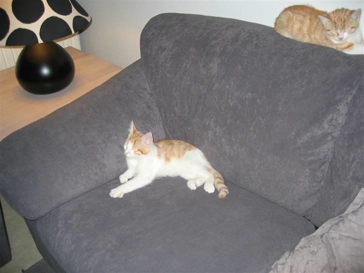 Huskat Basse. R.I.P. billede 6