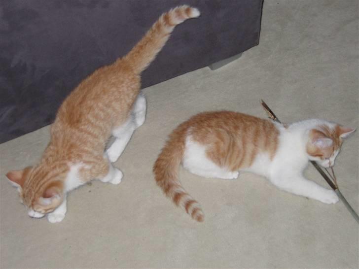 Huskat Basse. R.I.P. billede 7