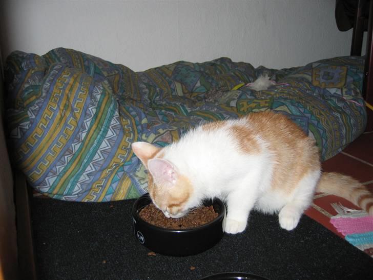 Huskat Basse. R.I.P. billede 8