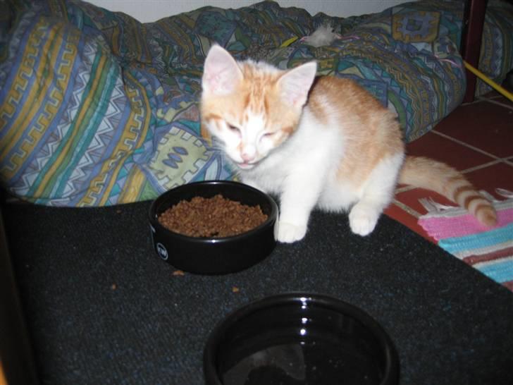 Huskat Basse. R.I.P. billede 9