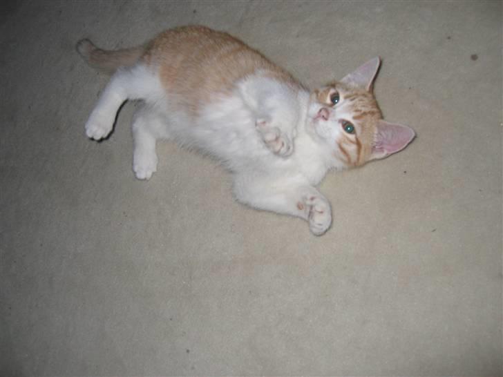 Huskat Basse. R.I.P. billede 10