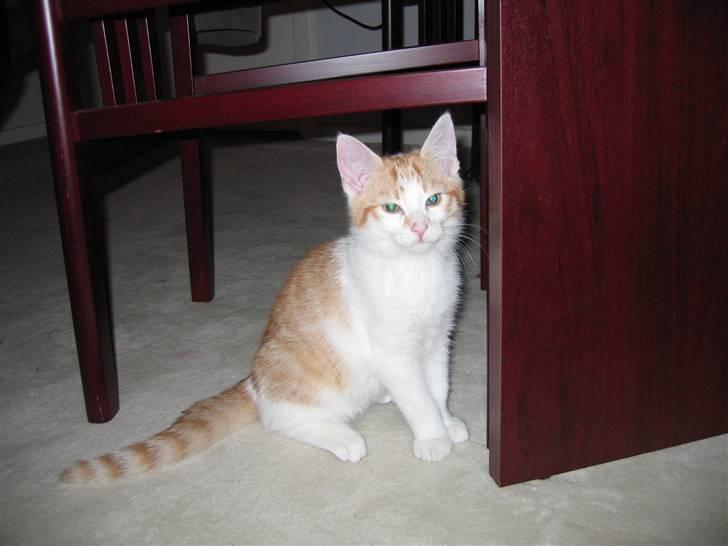 Huskat Basse. R.I.P. billede 11