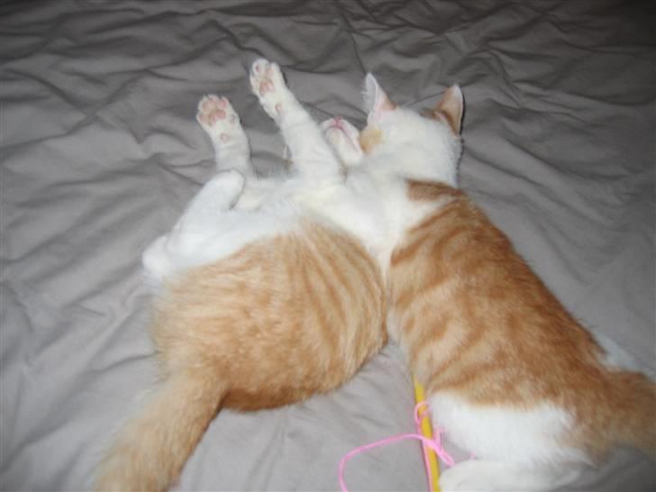 Huskat Basse. R.I.P. billede 12