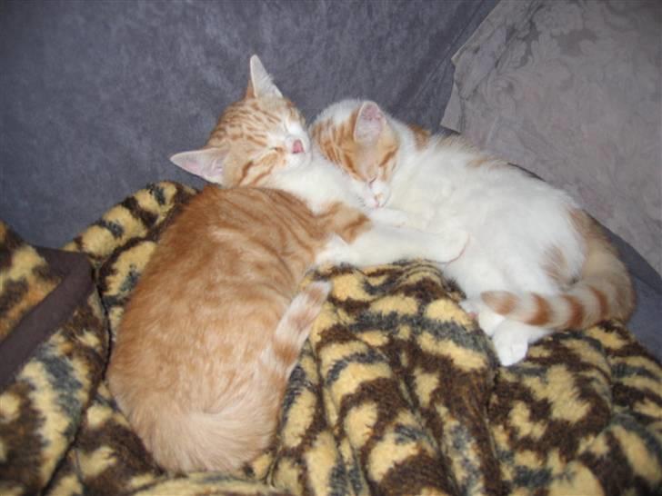 Huskat Basse. R.I.P. billede 13