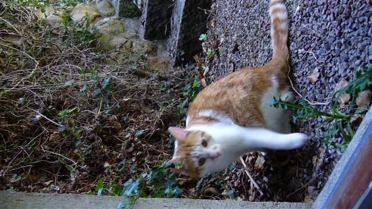 Huskat Basse. R.I.P. billede 14