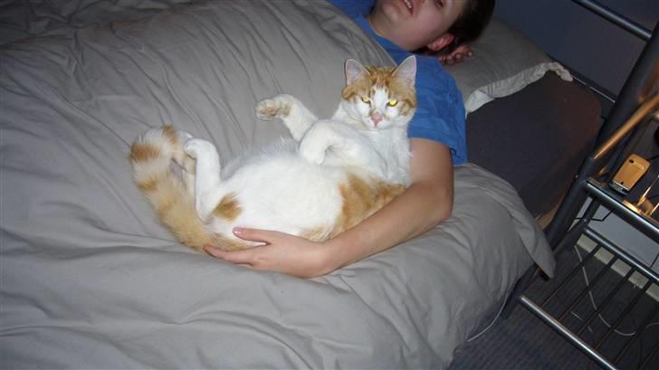 Huskat Basse. R.I.P. billede 15