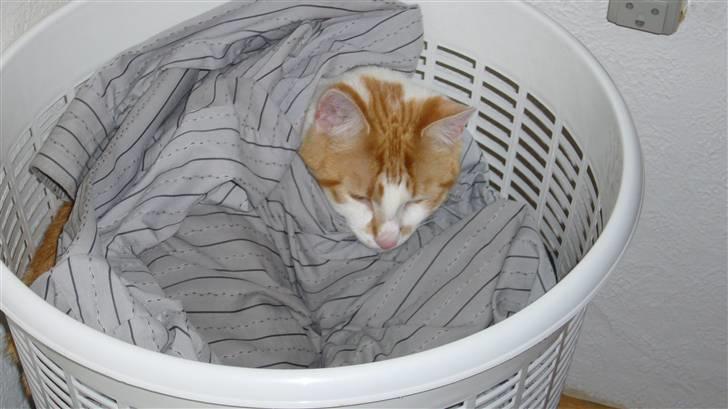 Huskat Basse. R.I.P. billede 16