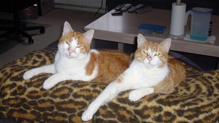 Huskat Basse. R.I.P. billede 17