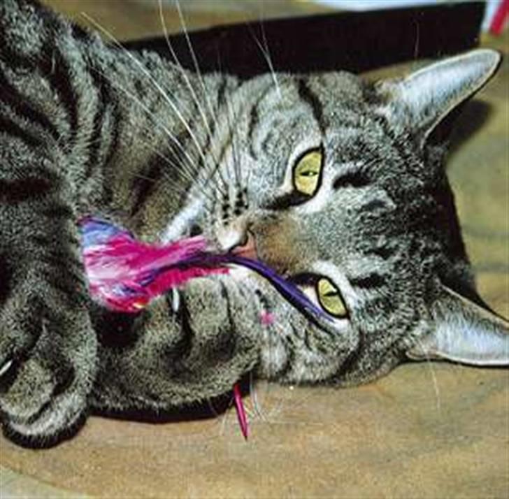 Huskat Samba billede 1