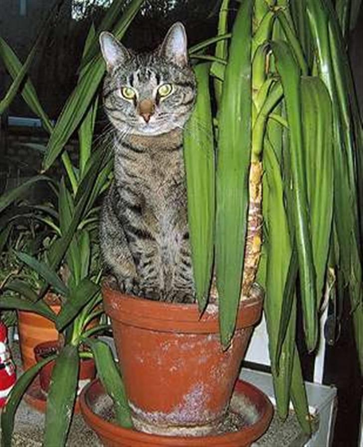 Huskat Samba billede 2