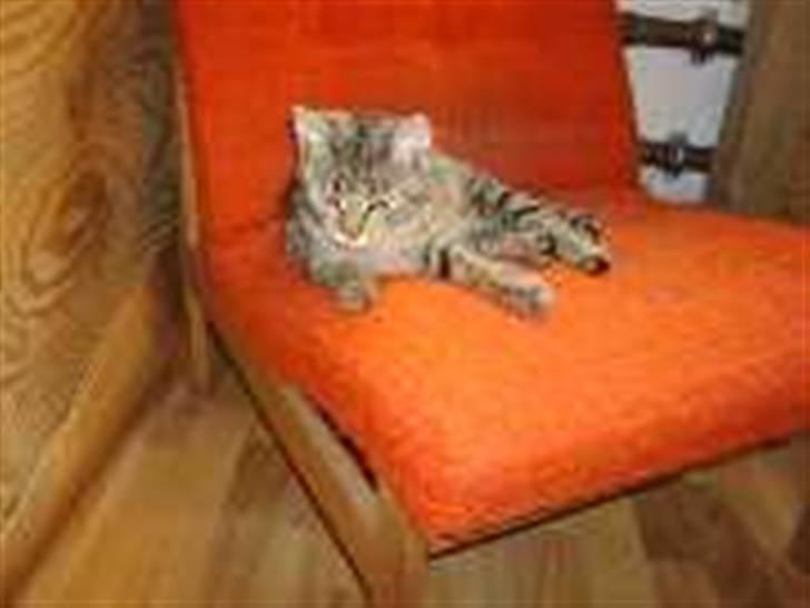 Huskat Samba billede 3